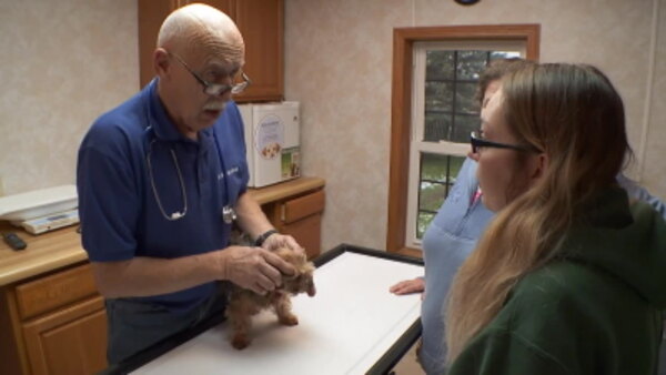 The Incredible Dr Pol - S15E07 - Frankly My Deer…