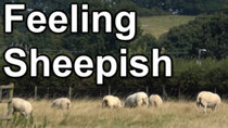 Cruising the Cut - Episode 189 - Feeling Sheepish