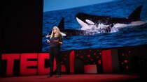 TED Talks - Episode 156 - Barbara J. King: Grief and love in the animal kingdom