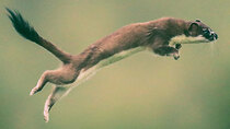 Natural World - Episode 4 - Weasels: Feisty and Fearless