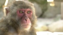 Japanology Plus - Episode 23 - Monkeys