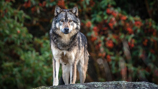 The Nature of Things - S59E03 - Takaya: Lone Wolf