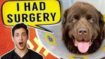 Doctor Mike - Episode 99 - Bear Had Surgery | Gentle Giant Newfie Puppy
