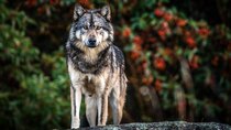 BBC Documentaries - Episode 256 - Takaya: Lone Wolf
