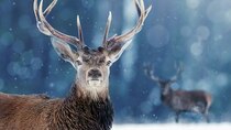 BBC Documentaries - Episode 272 - Snow Animals