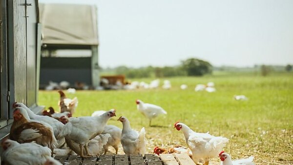The Farmers' Country Showdown - S04E01 - Alexandra Palace - Chicken & Veg