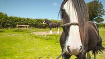 The Farmers' Country Showdown - Episode 3 - South Wales - Shire Horses