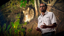 TED Talks - Episode 241 - Ashwin Naidu: The link between fishing cats and mangrove forest...