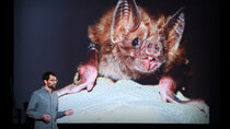 TED Talks - Episode 251 - Daniel Streicker: What vaccinating vampire bats can teach us...