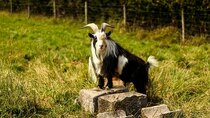 The Farmers' Country Showdown - Episode 11 - Mid Devon - Goats