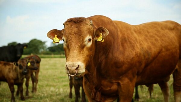 The Farmers' Country Showdown - S04E17 - Driffield - Cattle