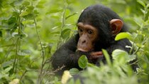 Channel 5 (UK) Documentaries - Episode 140 - Chimp Island