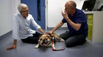 Paul O'Grady: For the Love of Dogs - Episode 7