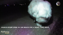 Cookie Sykes Goes - Episode 8 - Cookie Sykes Goes to The Beach for a Night Time Walk