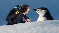 Andy's Aquatic Adventures - Episode 13 - Andy and the Chinstrap Penguins