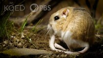 Deep Look - Episode 4 - Kangaroo Rats Are Furry, Spring-Loaded Ninjas