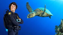 Andy's Aquatic Adventures - Episode 15 - Andy and the Hawksbill Turtles