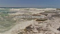 Coyote Peterson: Brave the Wild - Episode 6 - Sharks in the Shadows