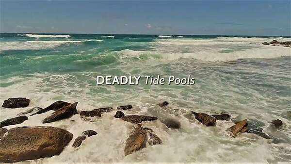 Coyote Peterson: Brave the Wild - S01E07 - Deadly Tide Pools