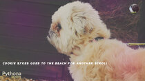 Cookie Sykes Goes - Episode 9 - Cookie Sykes Goes to The Beach for Another Stroll
