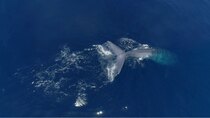 The last frontier, the Sea - Episode 3 - Açores - Ilha do Corvo, Faial and Pico