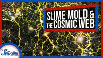 SciShow Space - Episode 22 - How Slime Mold Is Tackling Mysteries of Cosmology
