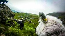 BBC Documentaries - Episode 73 - The Great Mountain Sheep Gather