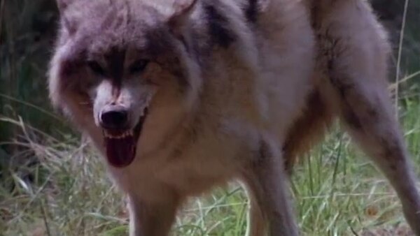 Guns of Paradise Season 1 Episode 19