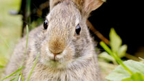 Nature - Episode 14 - Remarkable Rabbits