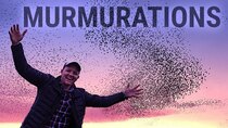 Smarter Every Day - Episode 234 - How Flocking Birds Make Amazing Murmurations (Boids Algorithm)