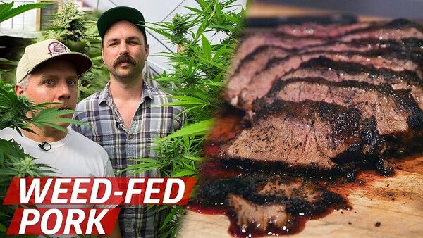 Prime Time - S03E04 - What Does Pork From Cannabis-Fed Pigs Taste Like?