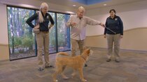 It's a Dog's Life With Bill Farmer - Episode 2 - Dogs & Cheetahs & Companion Dogs