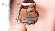 Deep Look - Episode 11 - Glasswing Butterflies Want To Make Something Perfectly Clear