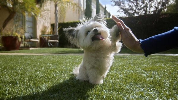 Barkitecture - S01E03 - Norbert: Canine Casita