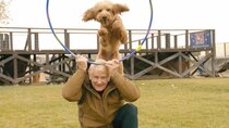 It's a Dog's Life With Bill Farmer - Episode 6 - Stunt Dogs & Water Rescue Dogs