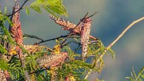 Our World - Episode 20 - Kenya's Locust Hunters