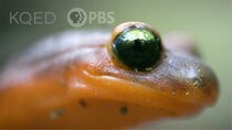 Deep Look - Episode 12 - These Sneaky Ensatina Salamanders Are Heading For a Family Split