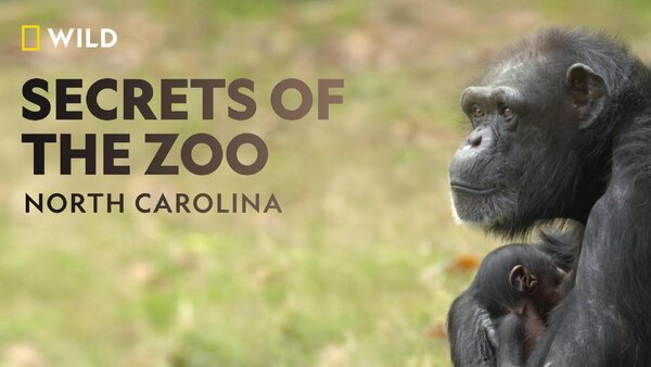Secrets of the Zoo: North Carolina - S01E01 - Chimp Off the Old Block