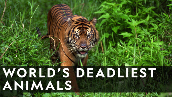 World S Deadliest Animals Season 1 Episode 1 World S Deadliest Animals Season 1 Episode 1