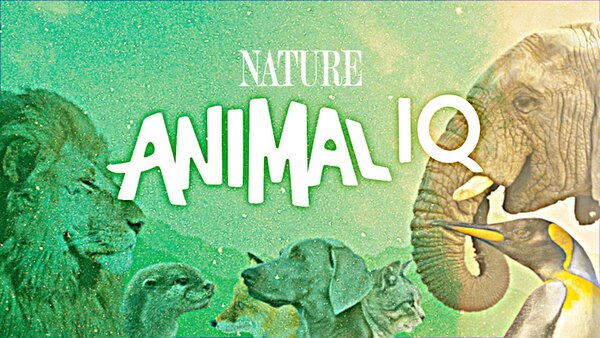 Animal IQ - S01E07 - There Are No Actual ‘Lion Kings’