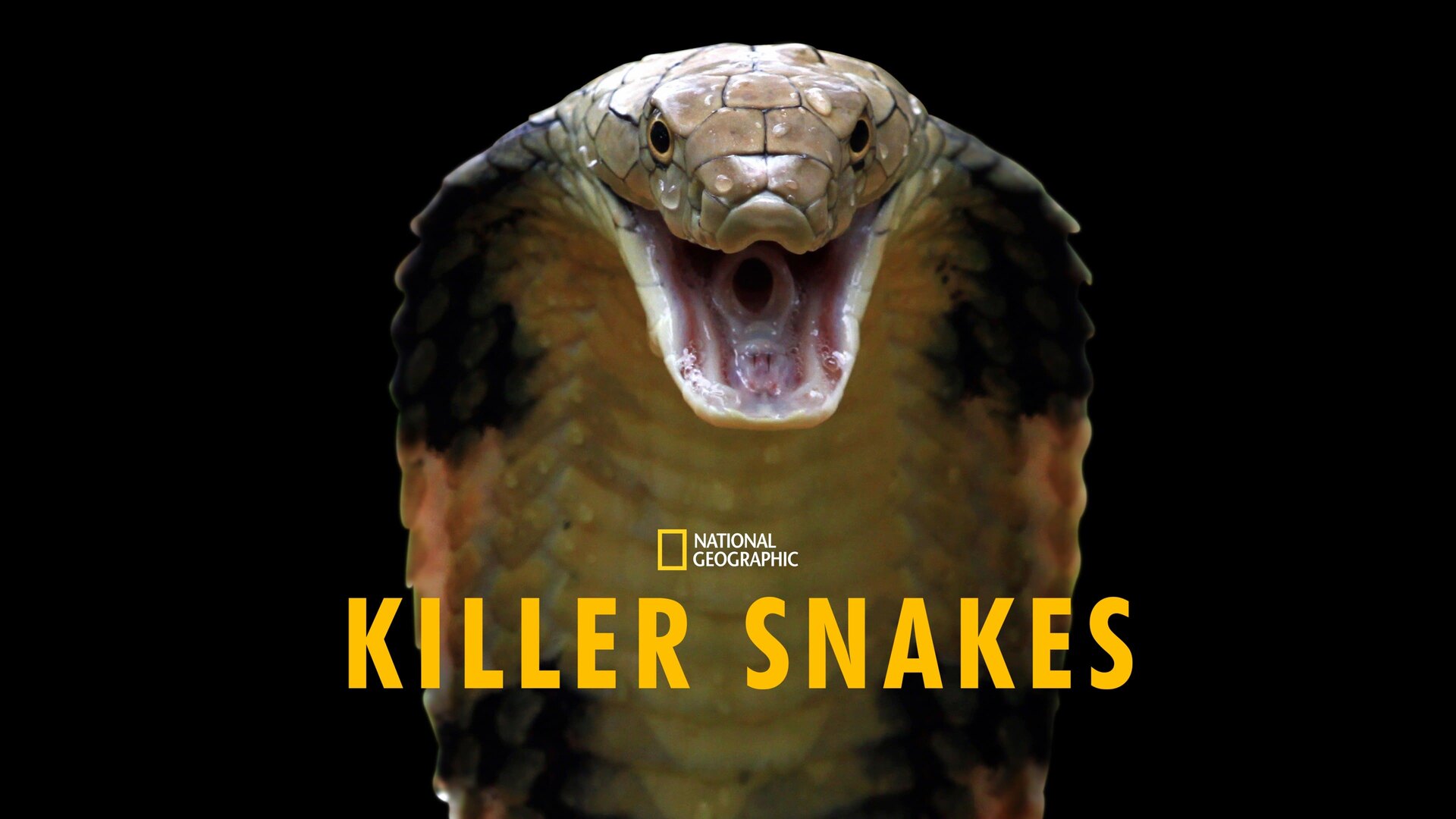 Killer Snakes (2021)