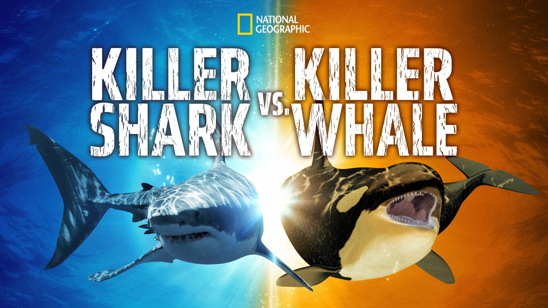 Killer Shark Vs. Killer Whale countdown - how many days until theater ...