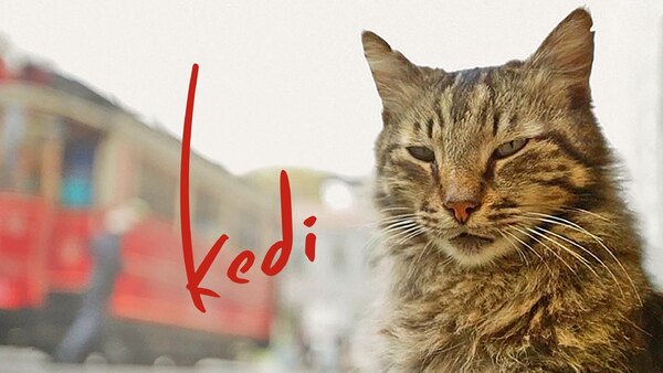 Kedi - Ep. 