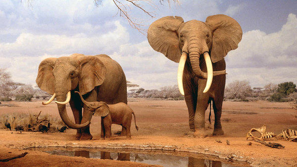 Echo and the Elephants of Amboseli - S01E13 - 