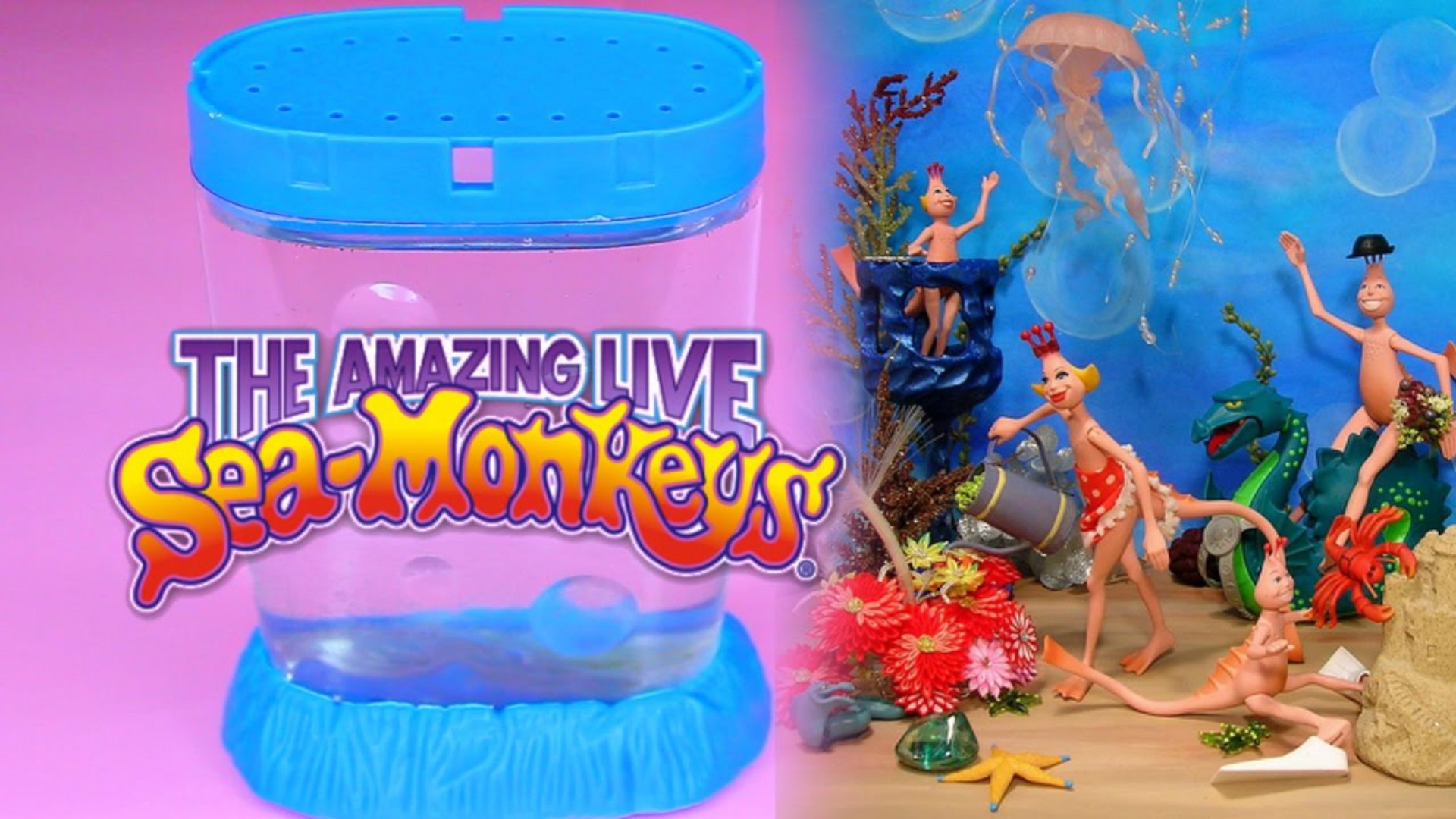 the amazing live sea monkeys ocean zoo