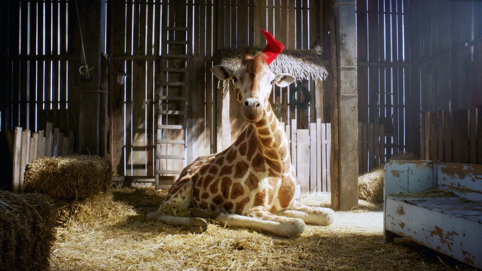 Gay giraffe movies