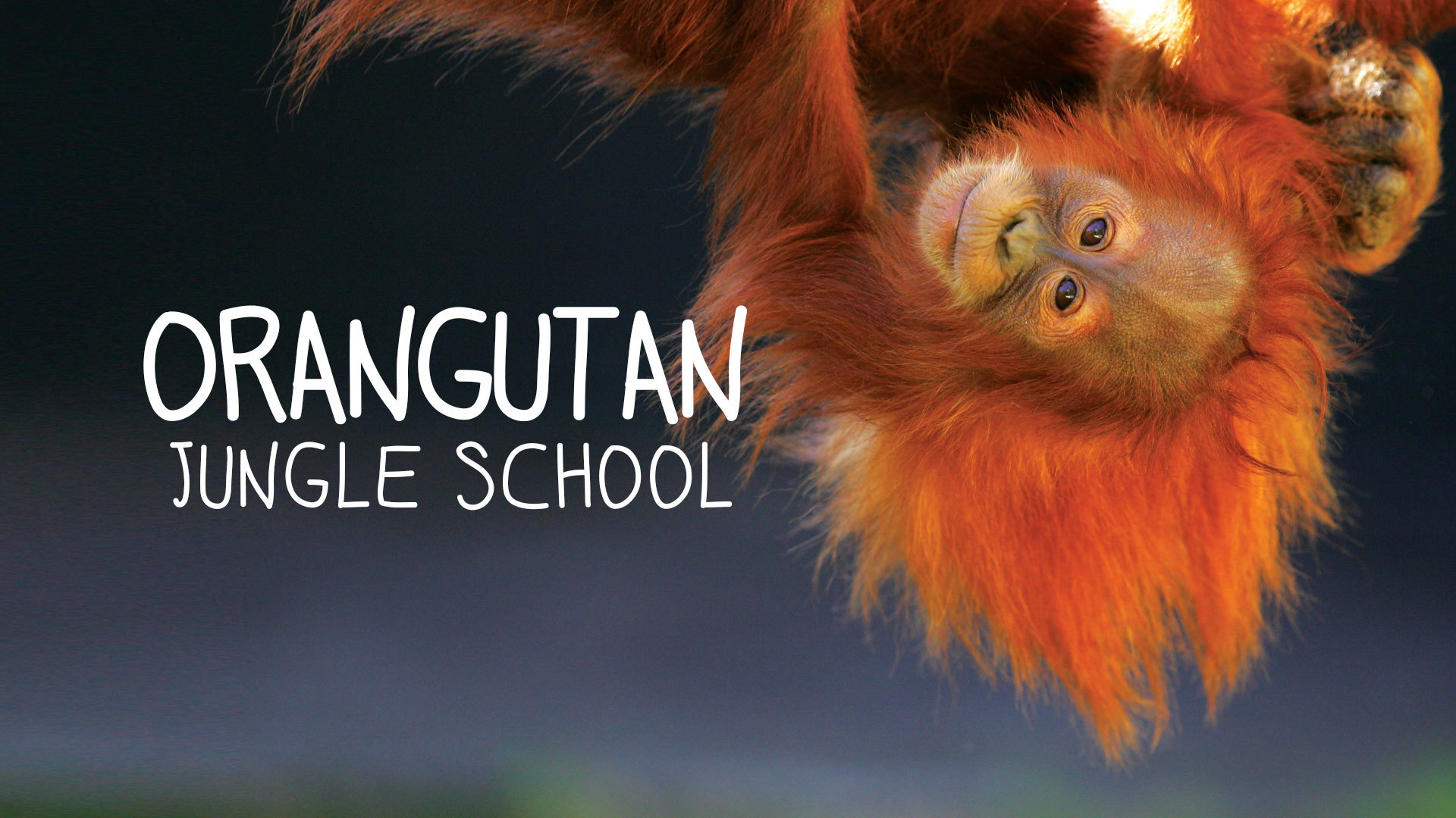 Orangutan Jungle School episodes (TV Series 2018 Now)