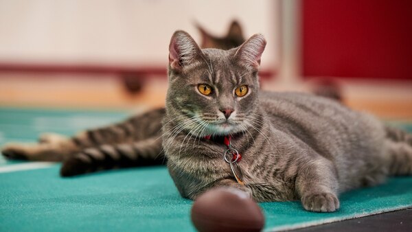 Hallmark Channel's 1st Annual Cat Bowl - Ep. 