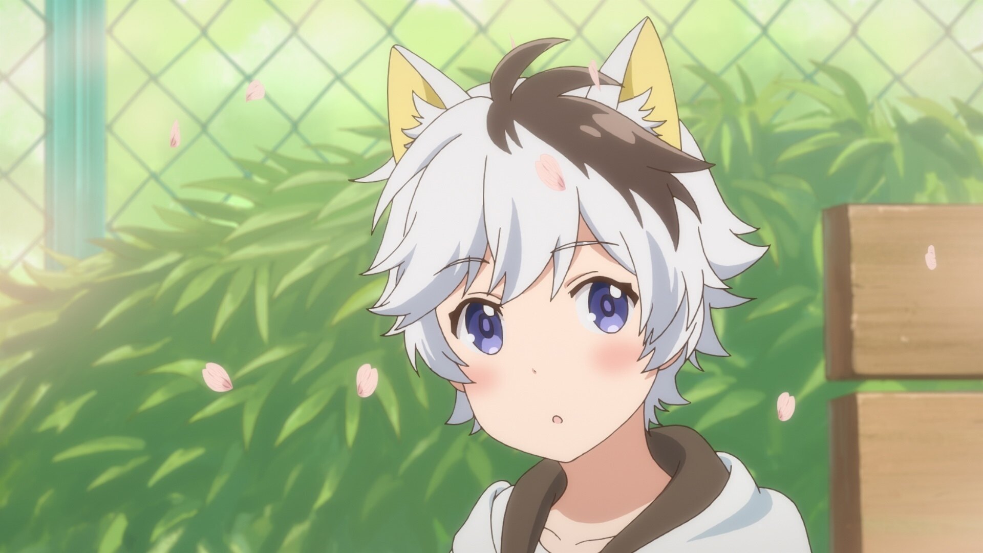 Uchi Tama Uchi No Tama Shirimasenka Anime Tv 2020