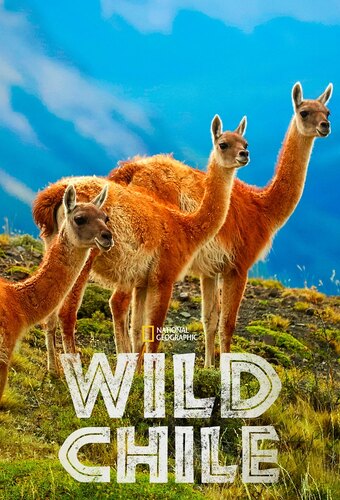 Wild Chile